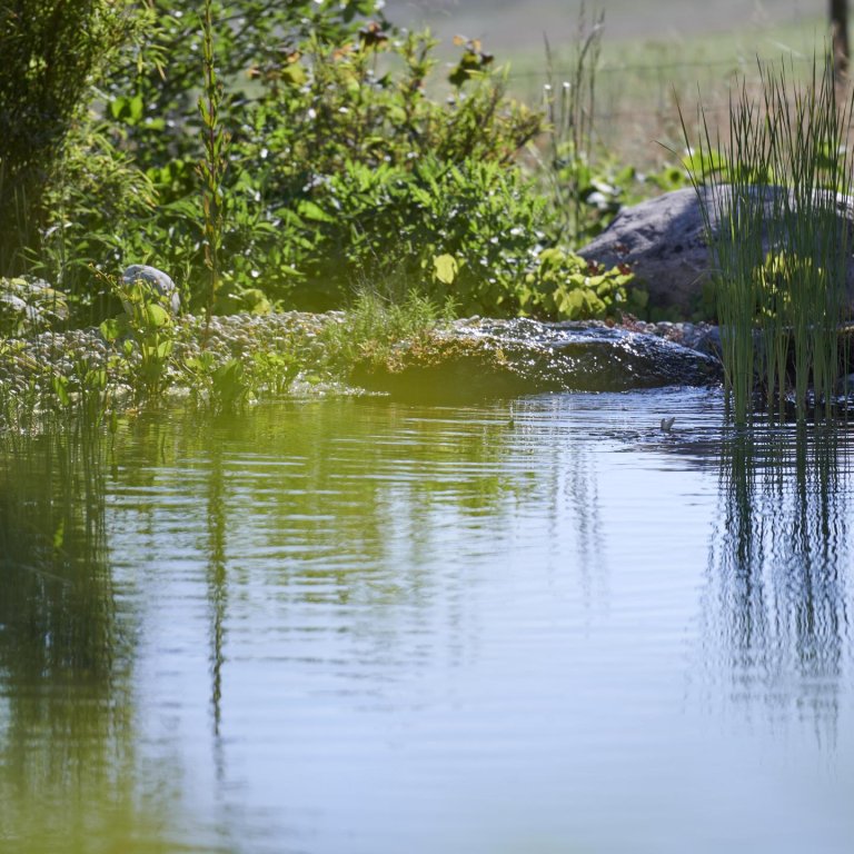 Experten für Teichpflege