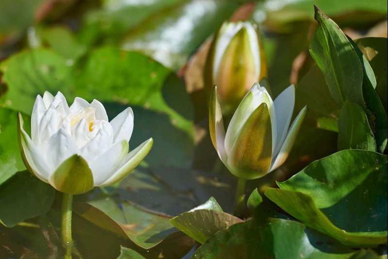 Detail_Pflanzen_(6).GenV1