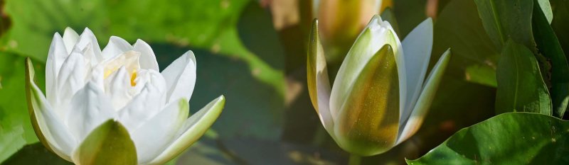 Detail_Pflanzen_(6).GenV1