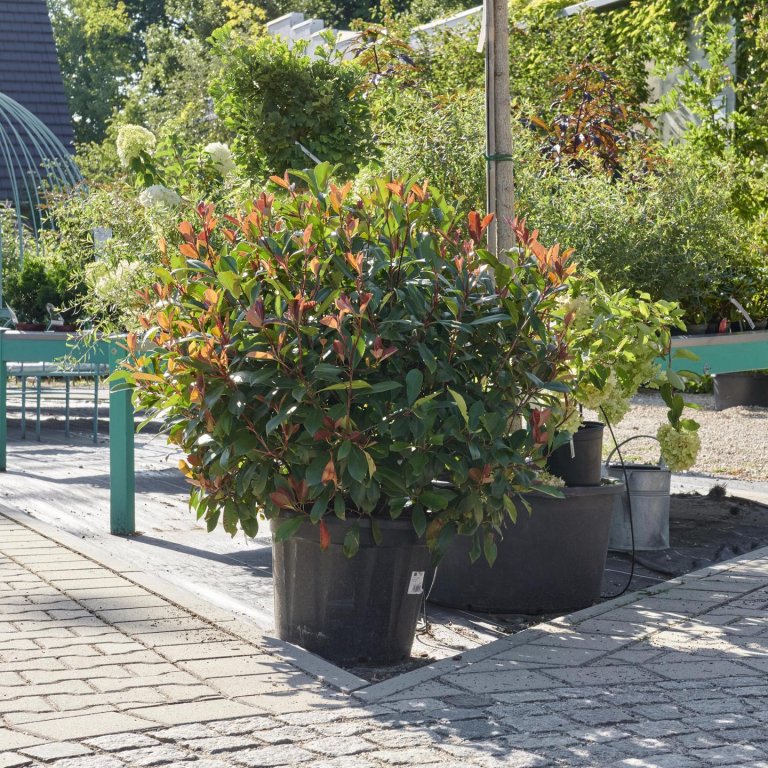 Gärtnerei 2022 (32).GenV1