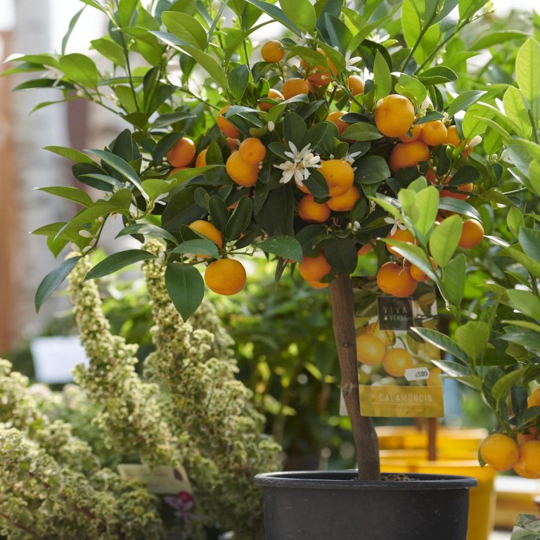 Gärtnerei 2022 (6).GenV1